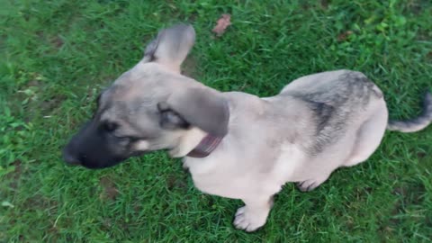 MARLY MALINOIS **field walk**