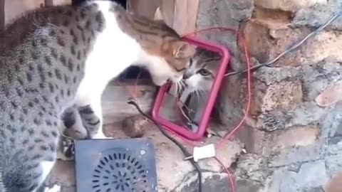 Cat dance and most laughing funny cat videos !😼 #catlover