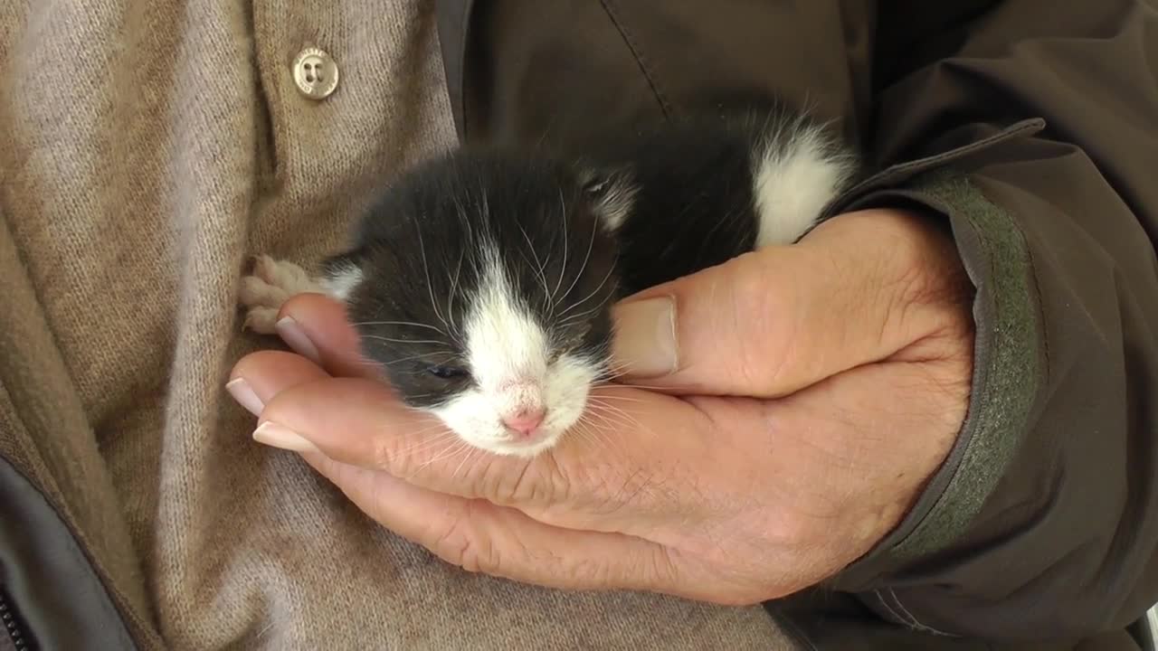 Newborn kitten in hand