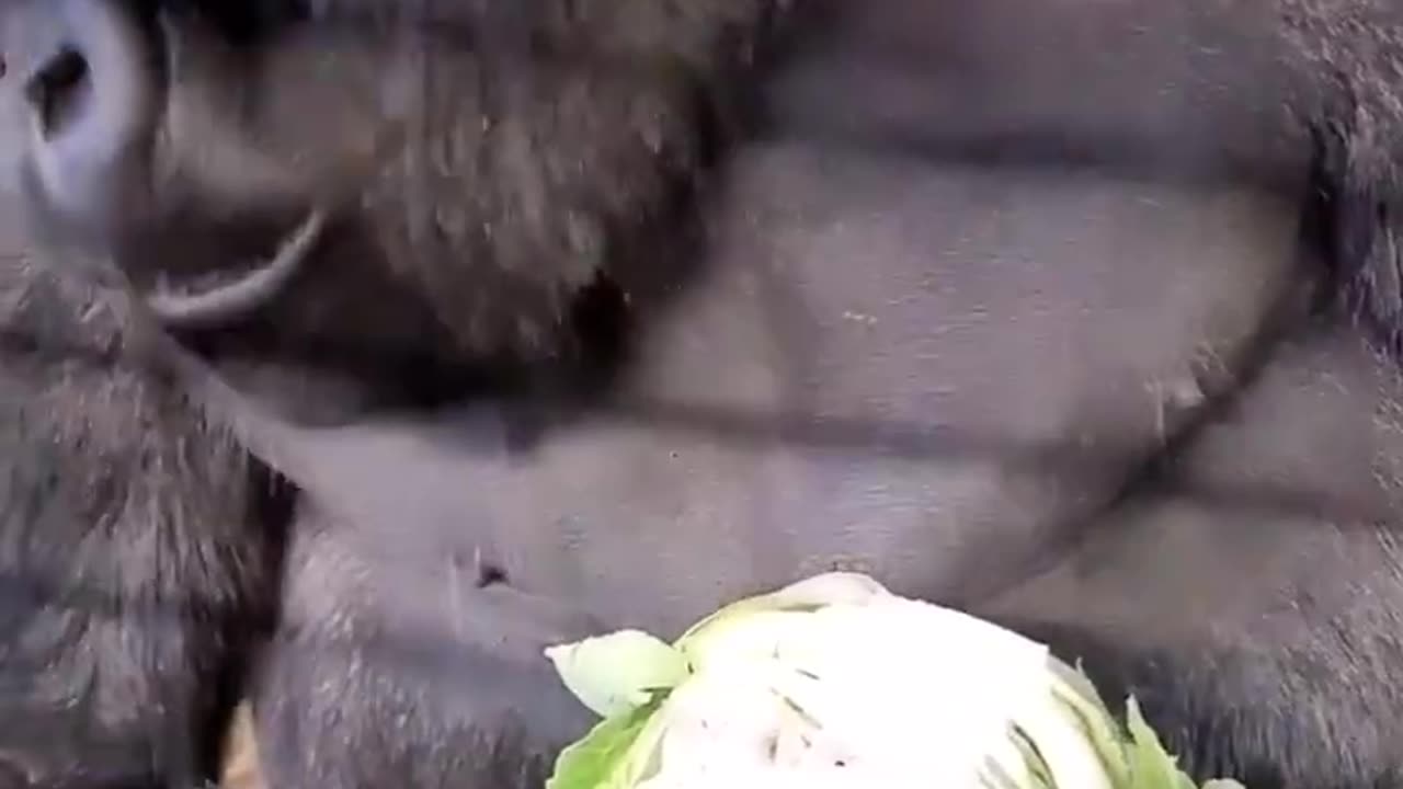 Saving some cauliflower for later! #gorilla #asmr #mukbang #gorillaasmr #animals #youtubeshorts