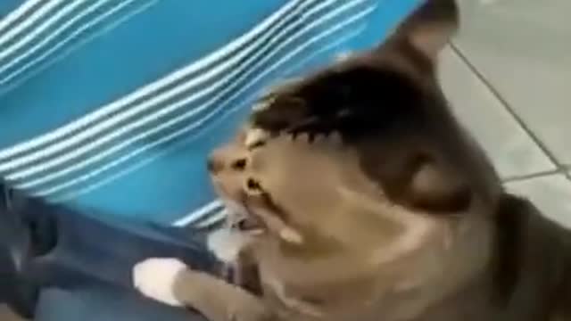 Cat Funny Video