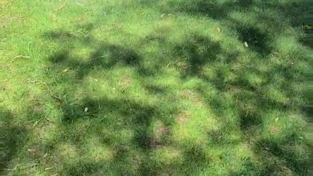 011 Adventures in my Lawn Care Business