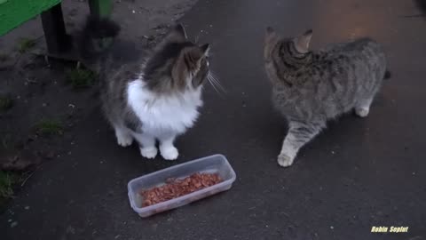 😻CUTE CAT IS SAYING SOMETHING 😻