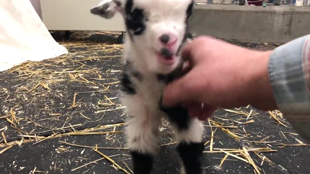 Baby goat making the cutest noise