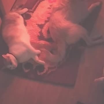 A dog, a cat's best friend. Luna and Enola!