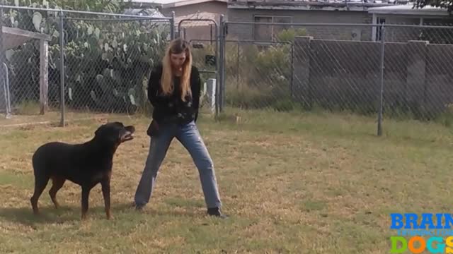 dog training