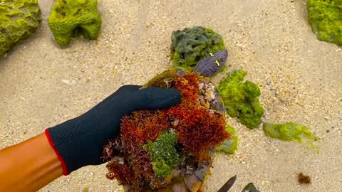 Lucky sea turtle were rescued in time to remove barnacles and the net clinging to the shell