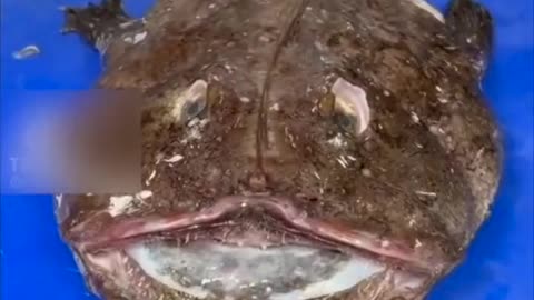 Japanese fish craftsmen do this with overseas technology