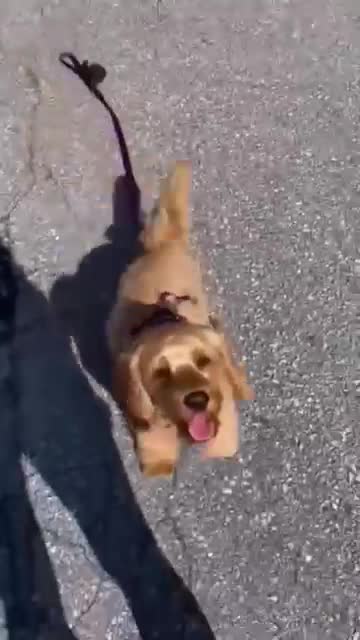 Cute and Funny Dog Videos | Aww Animals #133