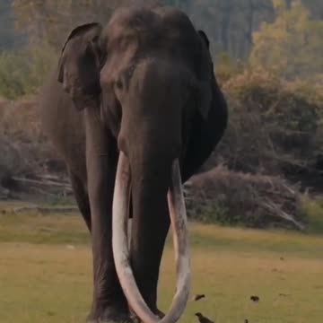 Wildlife in Closer View with natural perspective.