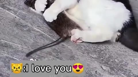 Cat and rat love