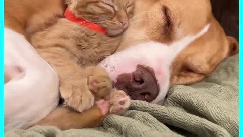 Adorable Dog and Cat Friendship The Cutest Moments