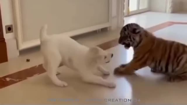 TIGER VS DOG CUTE FIGHTING