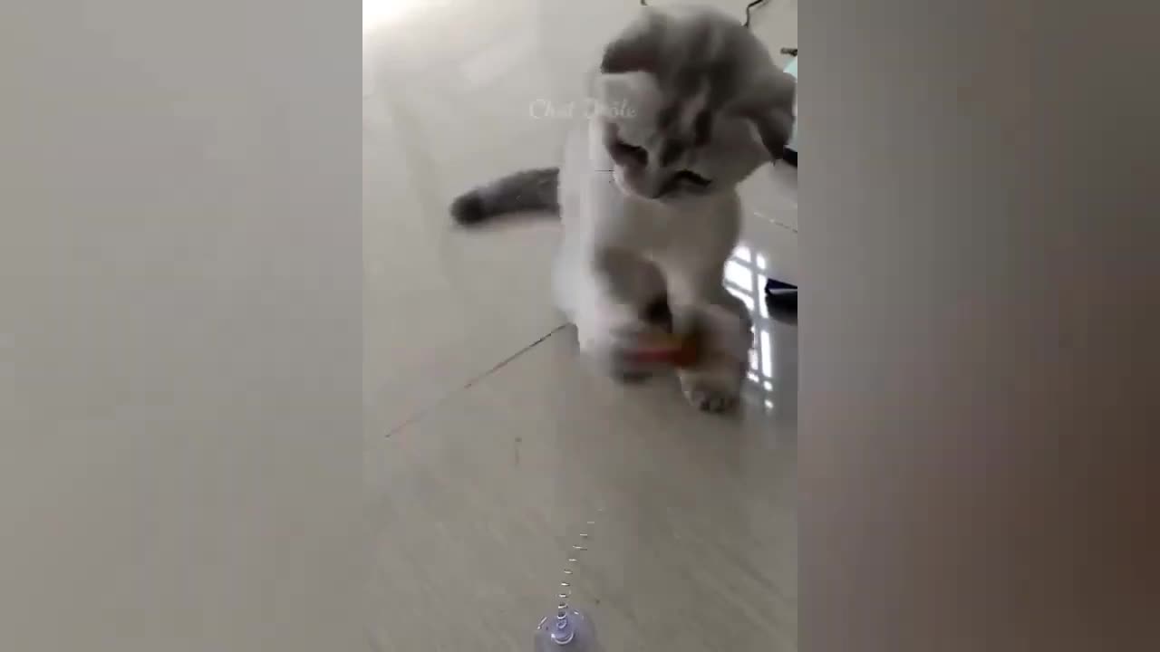 Funny Animals _ Funny Cats Video