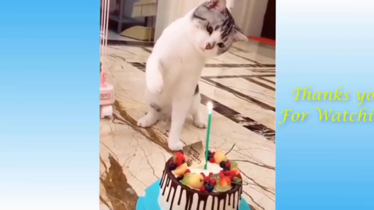 Funny cat video