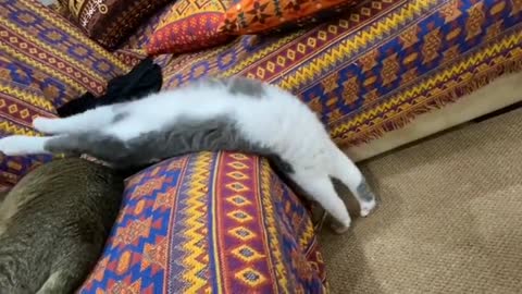 See how the cat gets off the couch