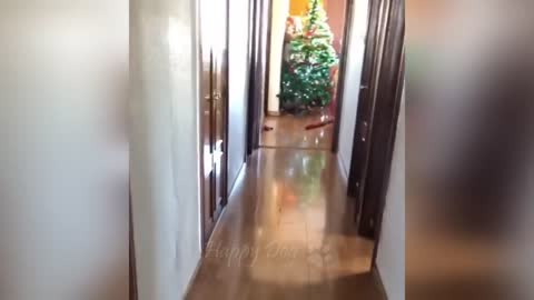 Funny animal video