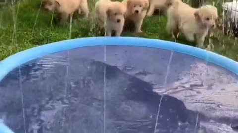 puppy play time