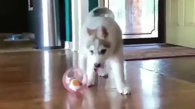 Puppy, why don't you care about the small animals in the ball.