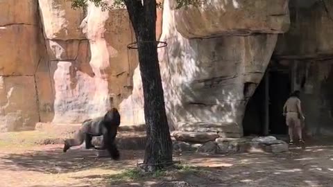 Zookeepers trapped inside enclosure with gorilla