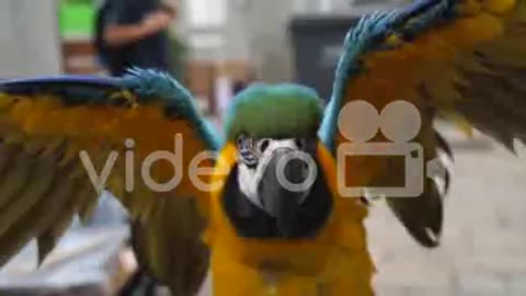 slow motion blue and yellow macaw bird puffing feathers and flapping wings