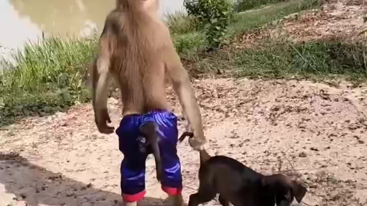 Monkey and dog funny video|| #viral