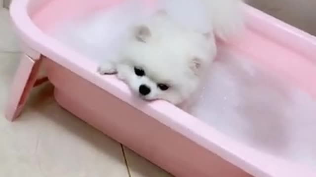 Cute Baby Puppy Bath Funny Video