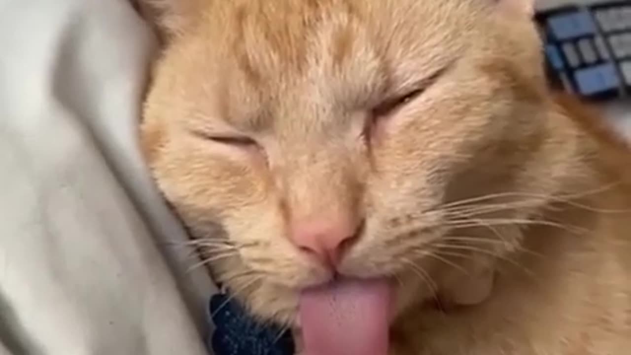 Funny Cat and Dogs