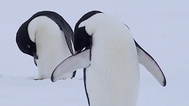 Adélie penguin grooming 🚿