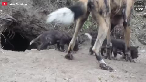 Take A Look At What Happens When A Dull Wild Dog Hunts The Wrong Prey.