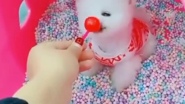 Fluffy dog trying to eat lollipop