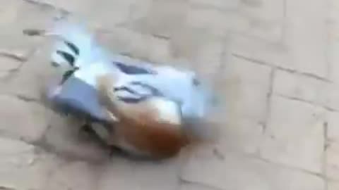 Pigeons show their strength