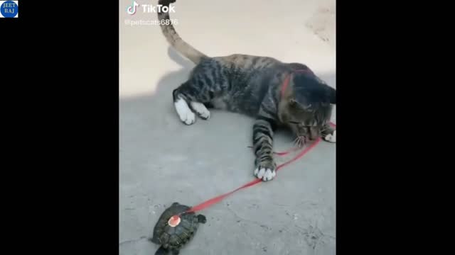so cute animals #JEETRAJ