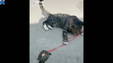 so cute animals #JEETRAJ