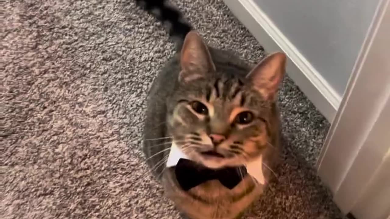 Funny cat!
