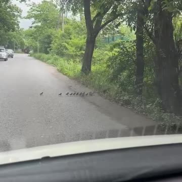 Mom duck and her ducklings jaywalking 😂