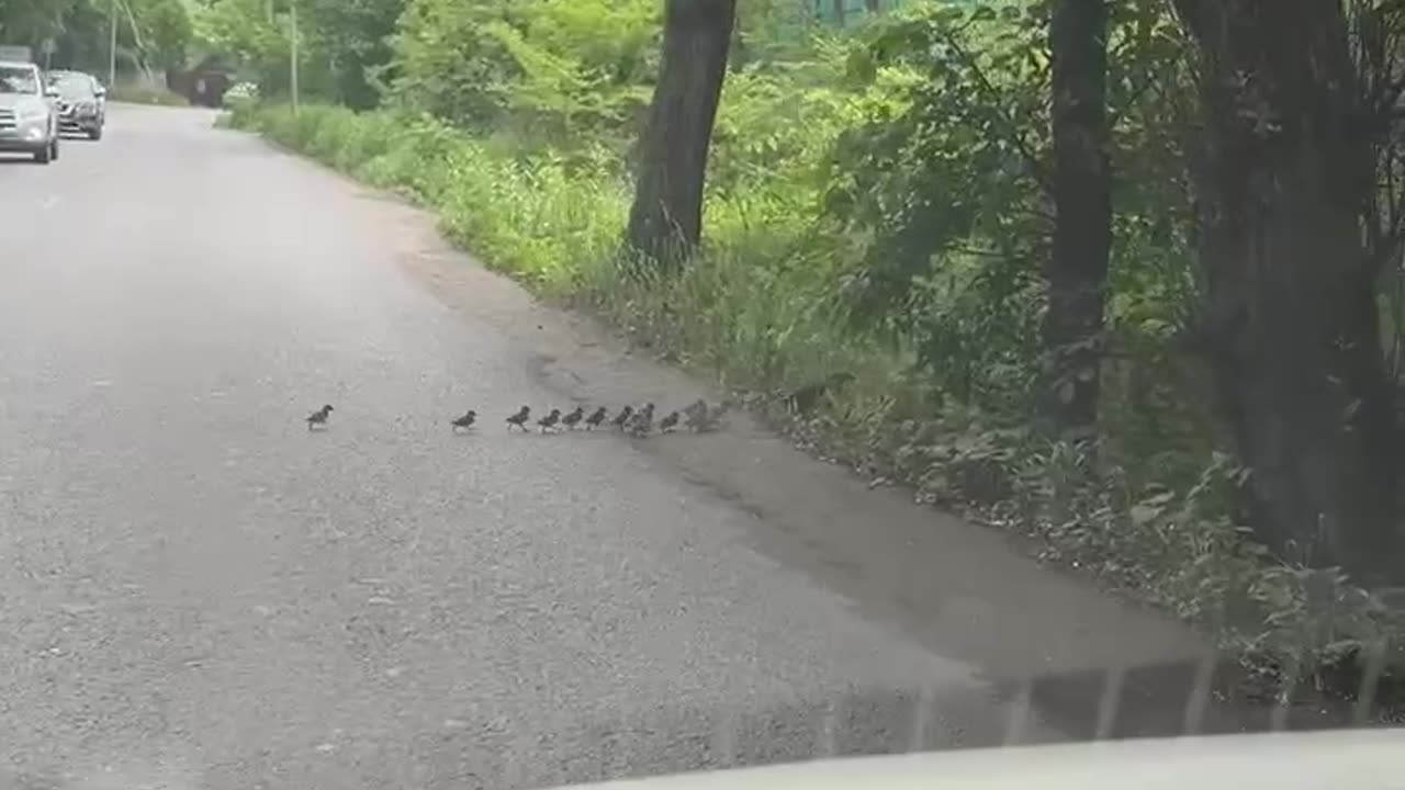 Mom duck and her ducklings jaywalking 😂