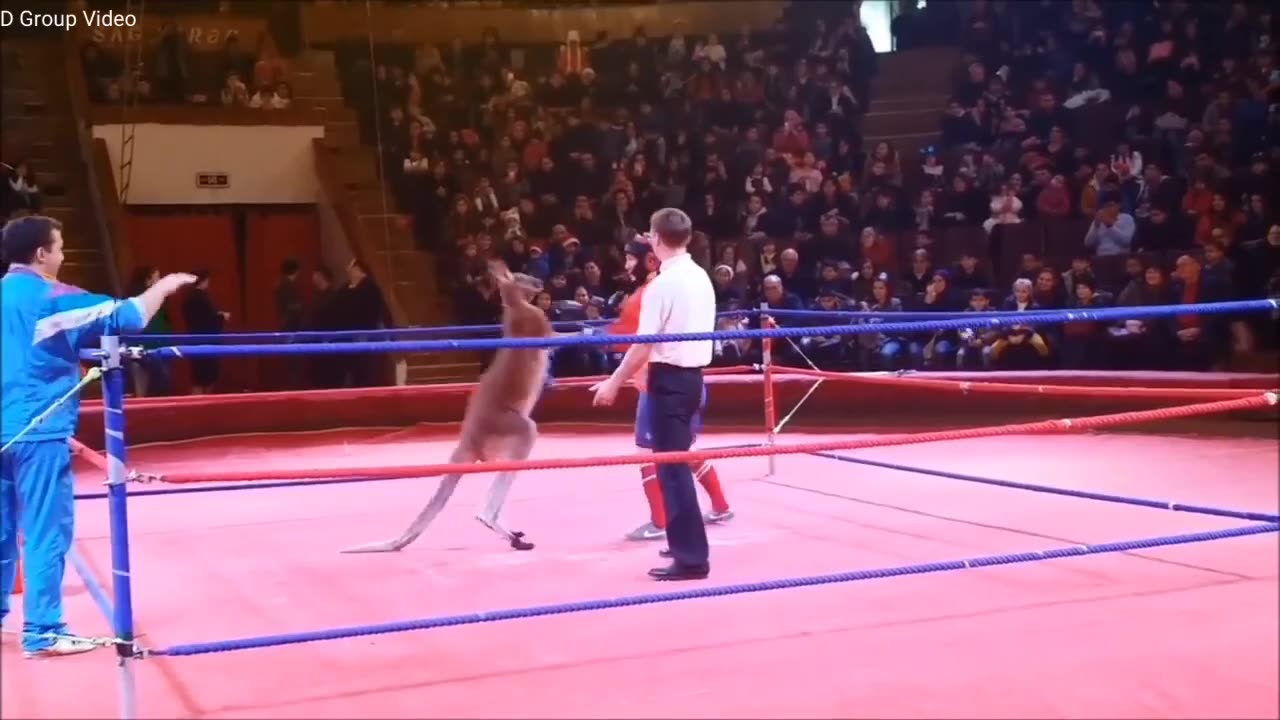 Kangaroo VS Man fight 2023