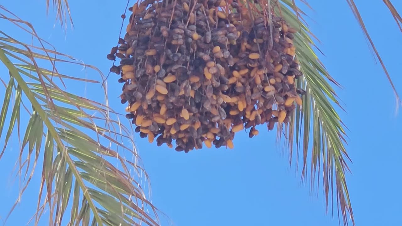 They dropped a palm seed on me| Spain 🇪🇸