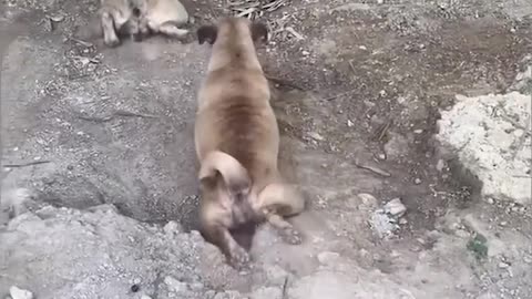 Funny cat and dog videos