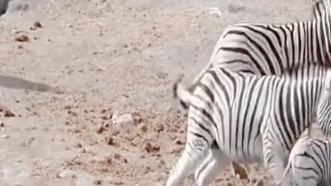 Ignore the Small zebra