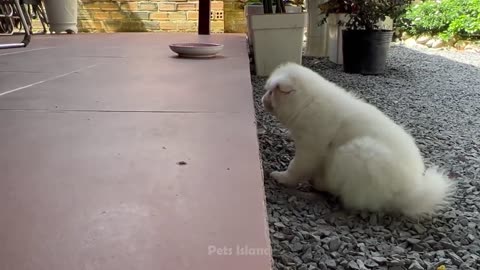 1:19 / 9:33 Funniest Dog Videos 🐶😹 - Funniest Animals 2023 | Animal Rocke