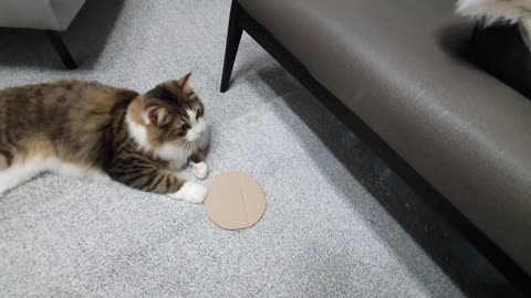 Humans thought of flying disks, but cat takes it away