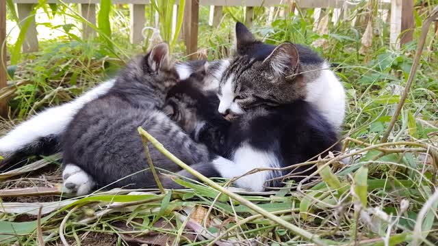 Cute kitty baby.