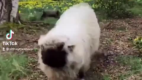 Fluffy sheep enjoys spring 🌼