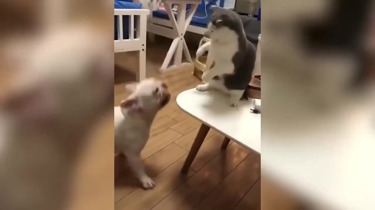 CUTE CATS MAGIC AND STUNTS || FUNNIEST CATS 2023