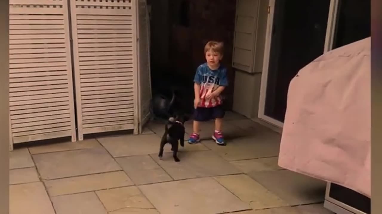 animals