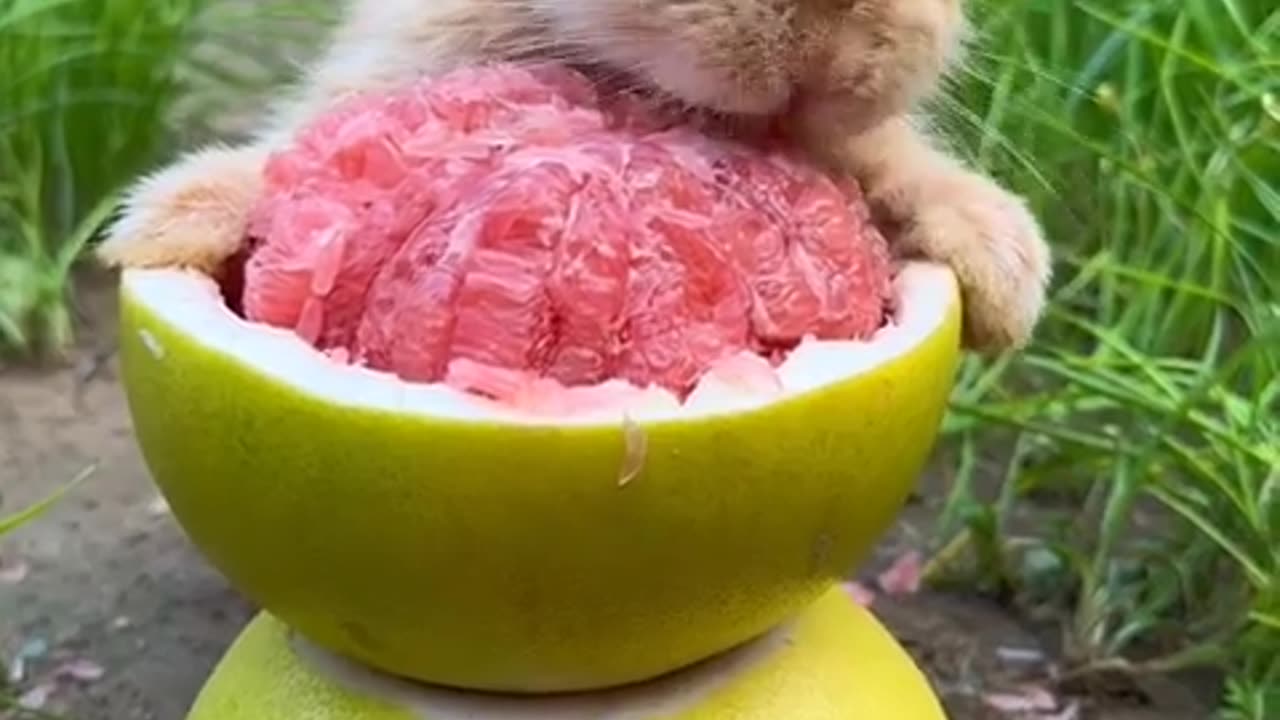 Animals gone wild so funny with cute moments 🌚🌚 #funnyanimals #funny