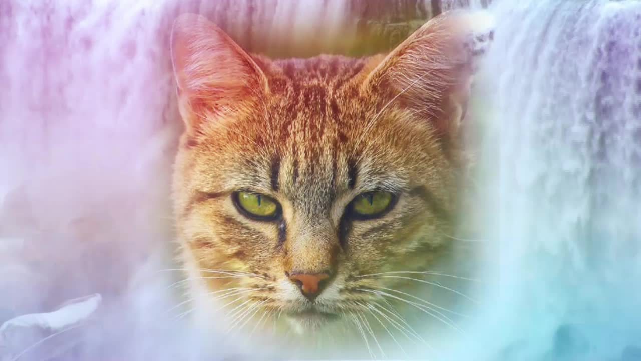 Kool Kat Vibes Presents Calming Waterfall: Tranquil, Blissful Music and Soothing Feline Images