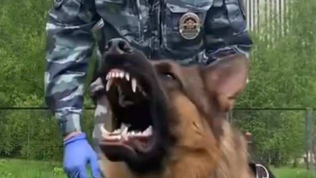 dog funny videos #short